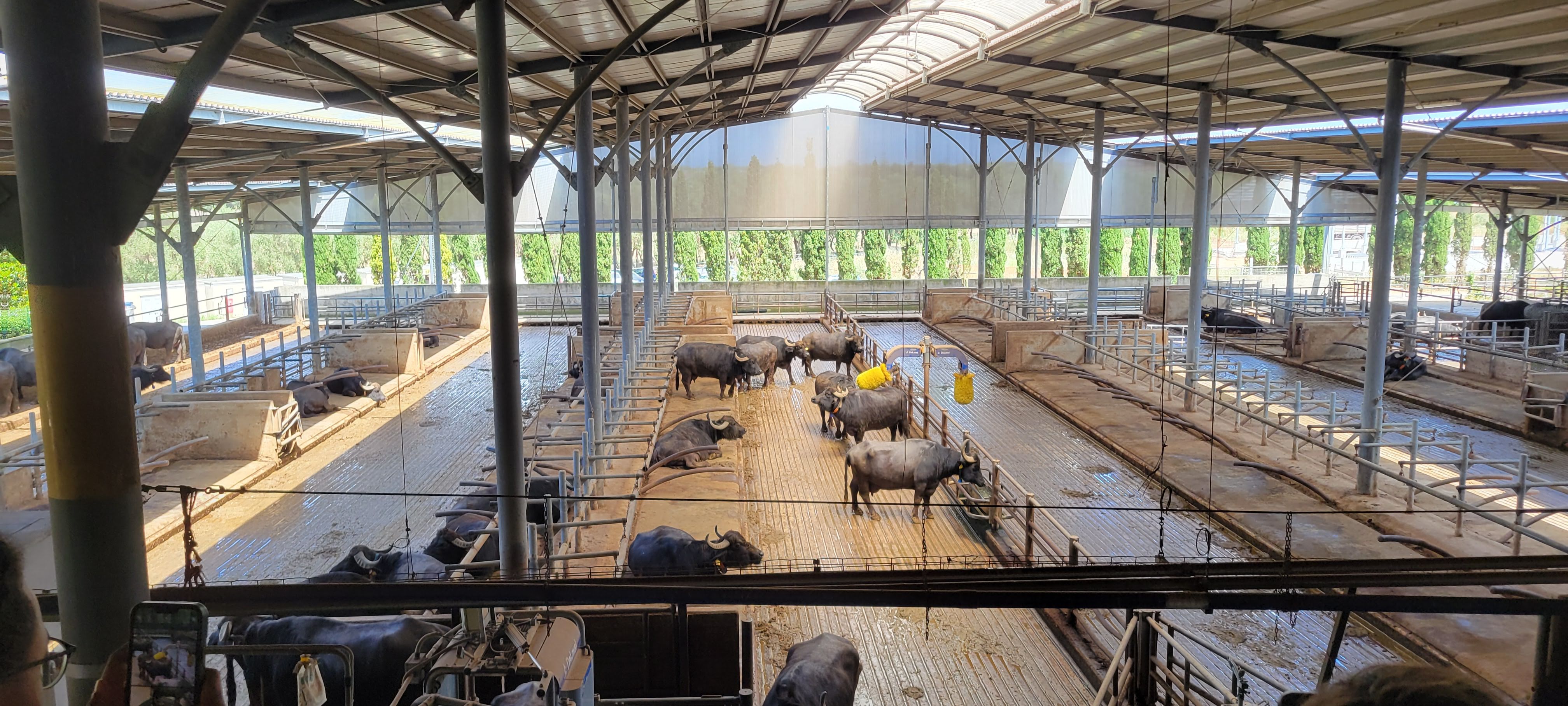 Buffalo farm main floor