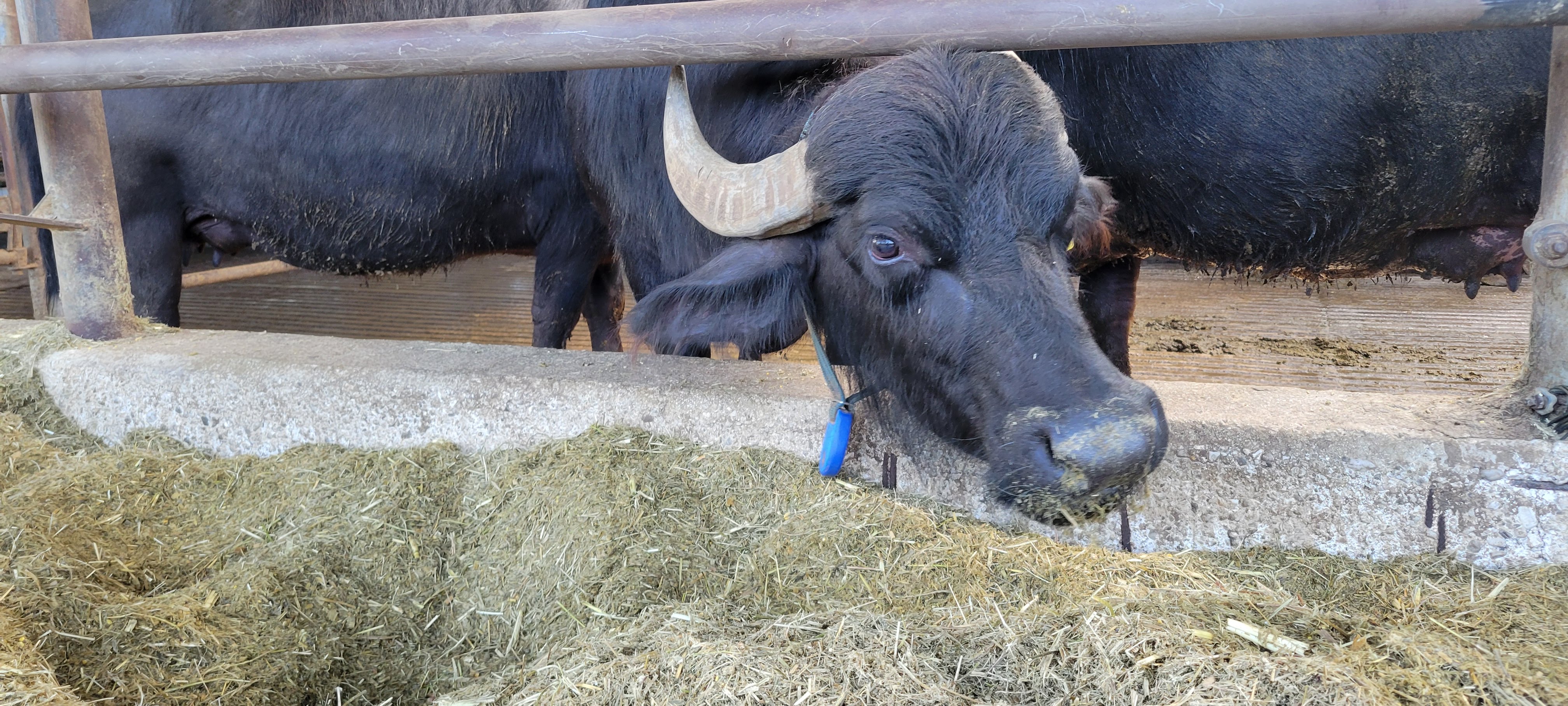 Buffalo