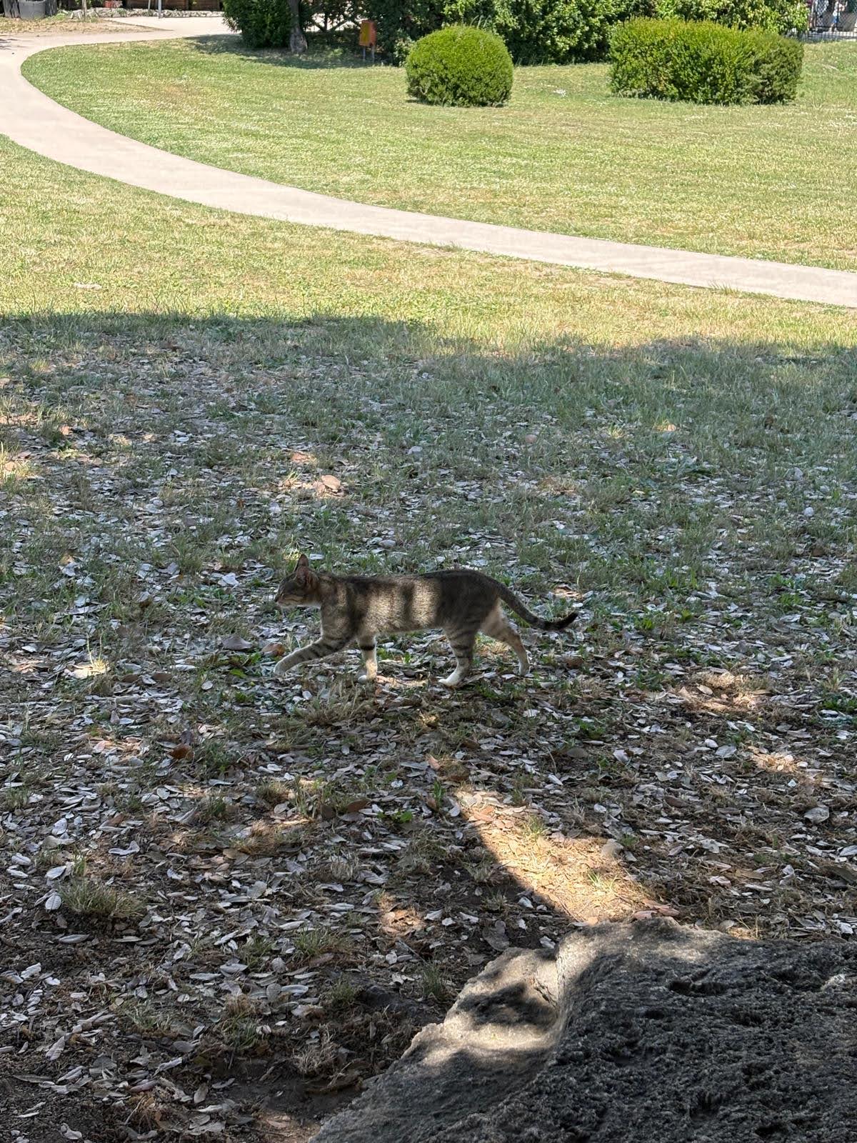 Cat on the Paestum grounds