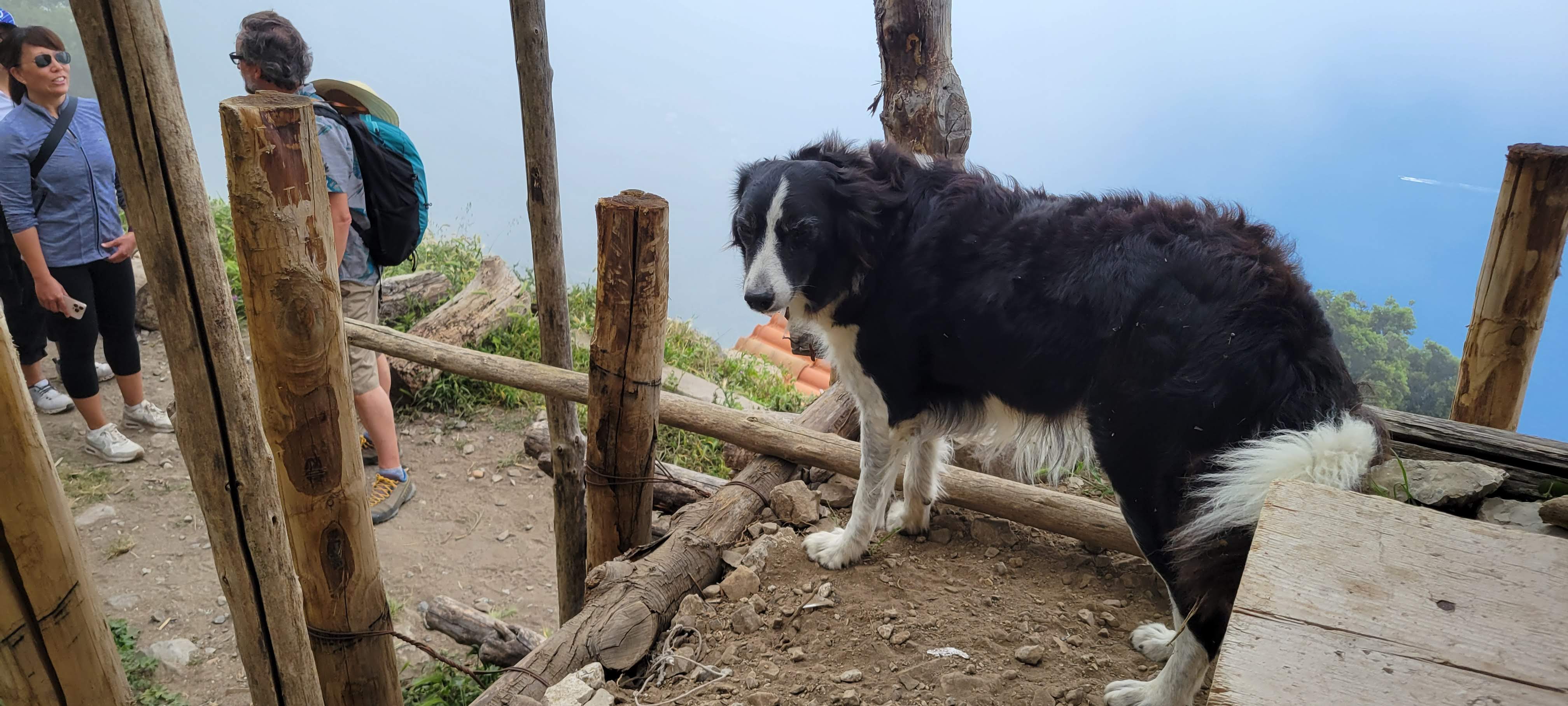A dog