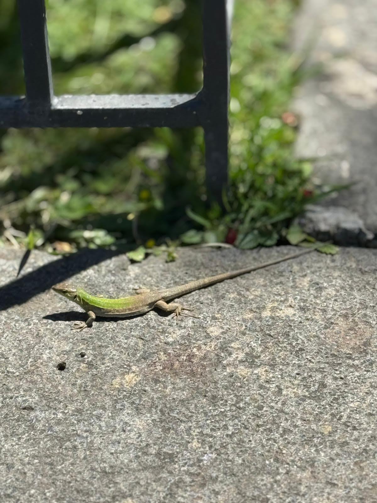 A lizard in Italy